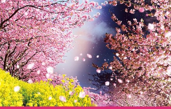 【河津櫻花祭】