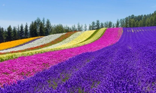 北海道富良野四季彩+洞爺湖花火節三大蟹和牛酒水吃喝到飽溫泉五日-FD0617