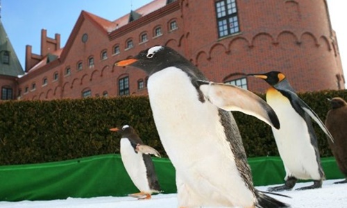 九州FUN風親子同樂必選~自然動物園+水族館三大蟹美食5日-JX3789